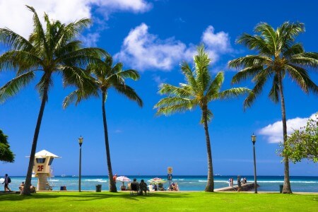 ハワイの椰子の木と海