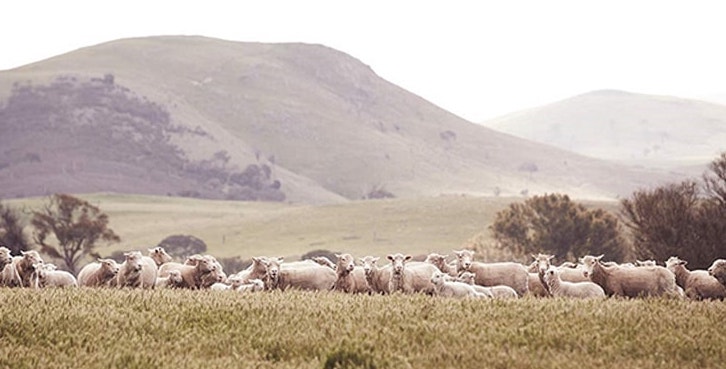 山の羊の群れ